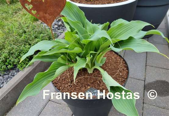 Hosta Silver Wedding